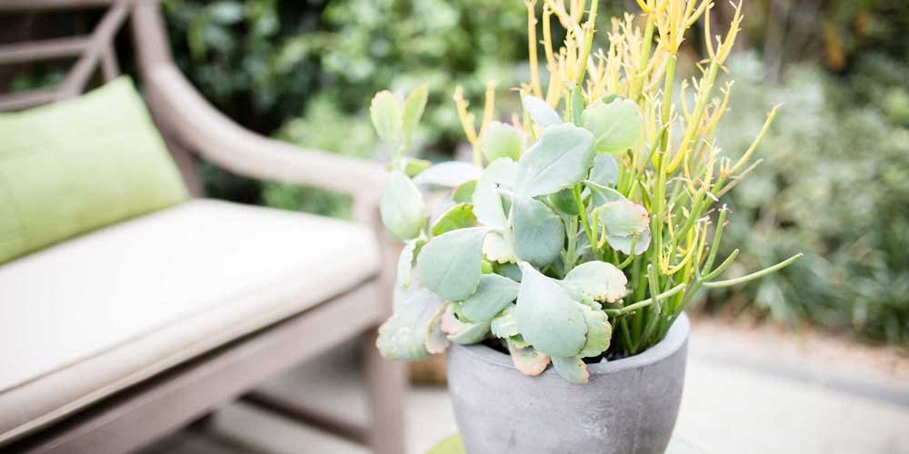 Potted succulents