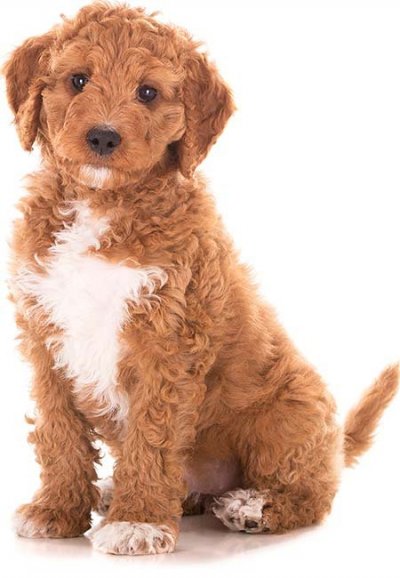 Sir Louis Vuitton - Goldendoodles Utah-Your puppy is waiting!